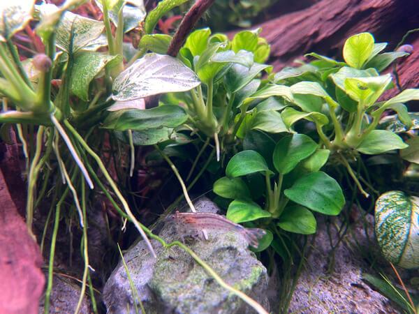 ¿Por qué añadir plantas acuáticas al acuario?