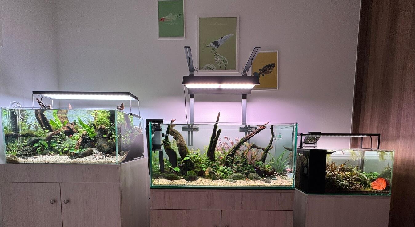 Acuario saludable y en equilibrio