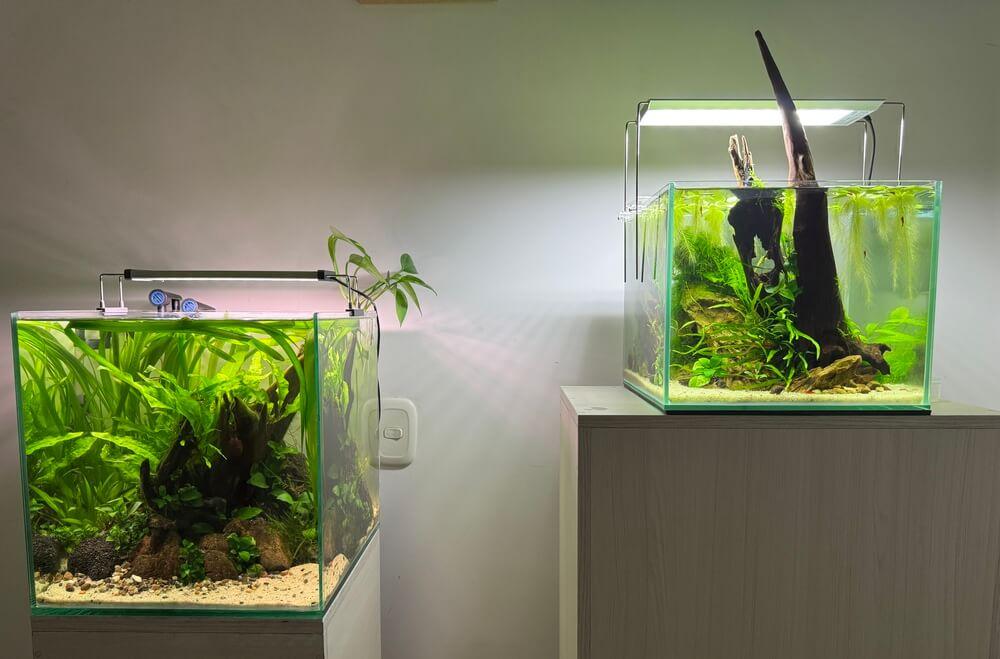 Acuario plantado en equilibrio