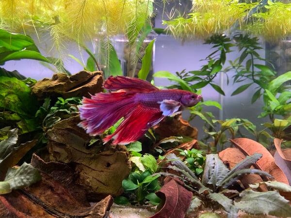 ¿Tienes un Pez Betta? Todo lo que necesitas saber