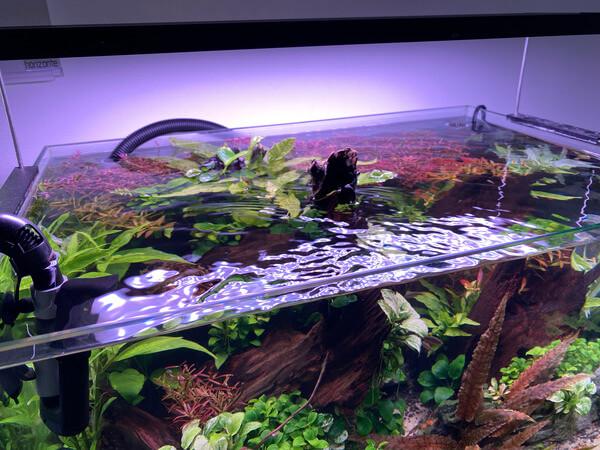 Paisajismo acuático: Arte bajo el agua