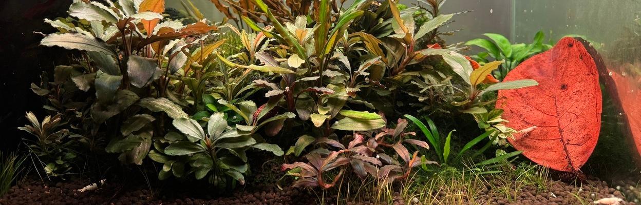 Cómo montar un gambario para caridinas