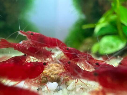 Gambitas: Guía para principiantes