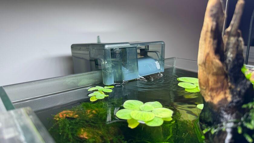 ¿Algas? El problema podría estar en tu filtro