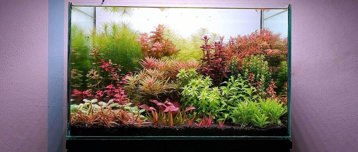 Agua de ósmosis inversa vs. agua de grifo