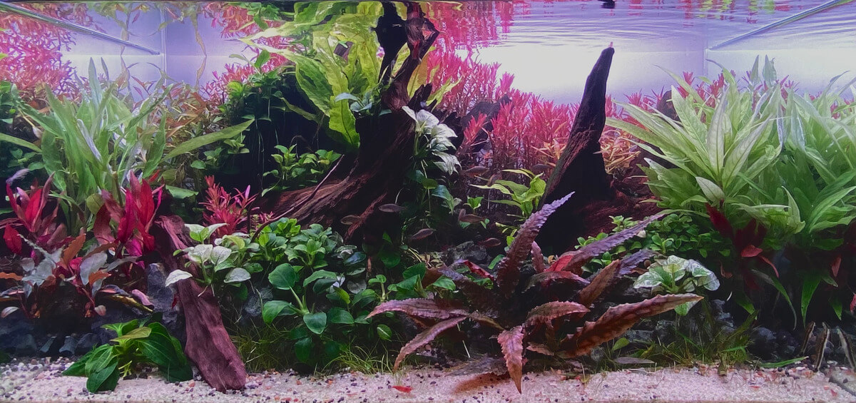 Mi Acuario de paisajismo acuático