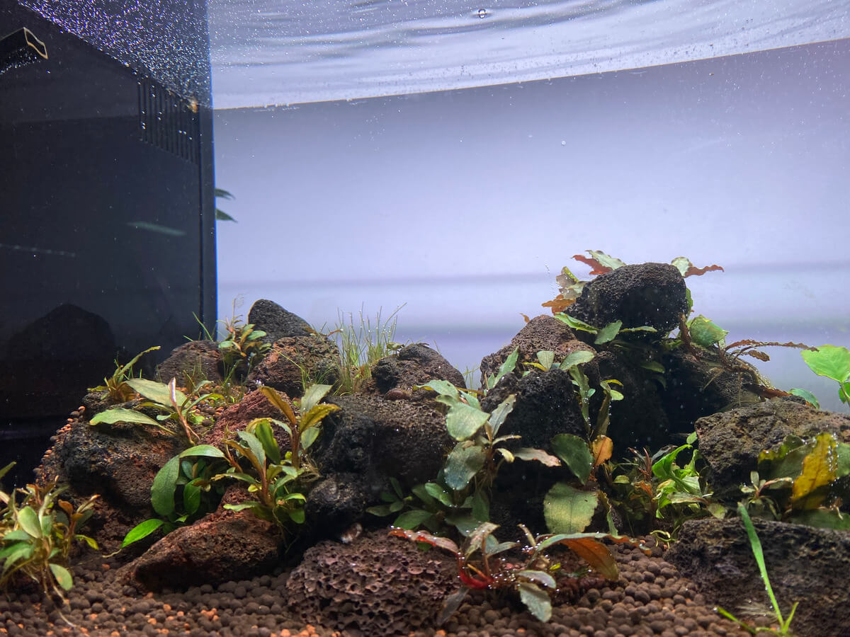 Gambario para Gambas Caridinas de acuario de agua dulce