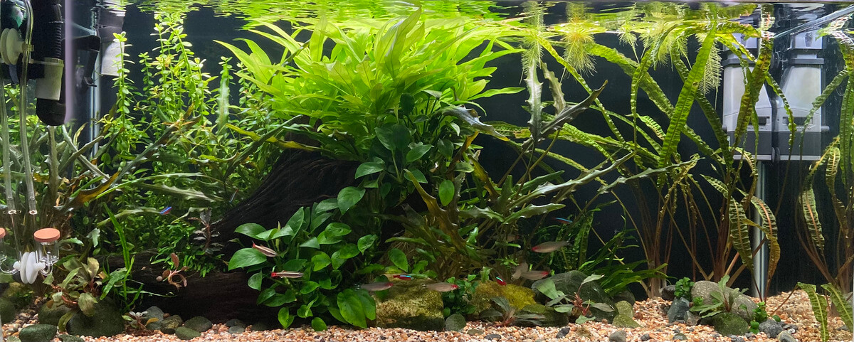 Mantenimiento de un acuario plantado