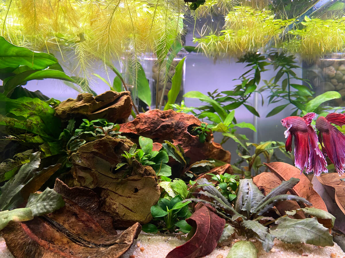 Acuario de mi Pez Betta