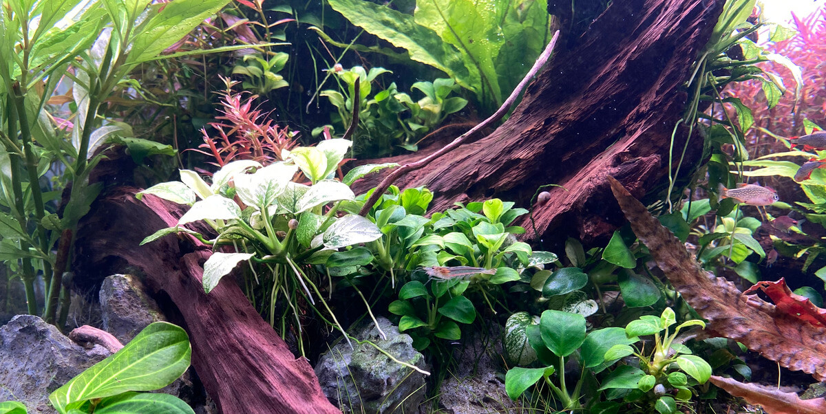 Acuario de mi Pez Betta