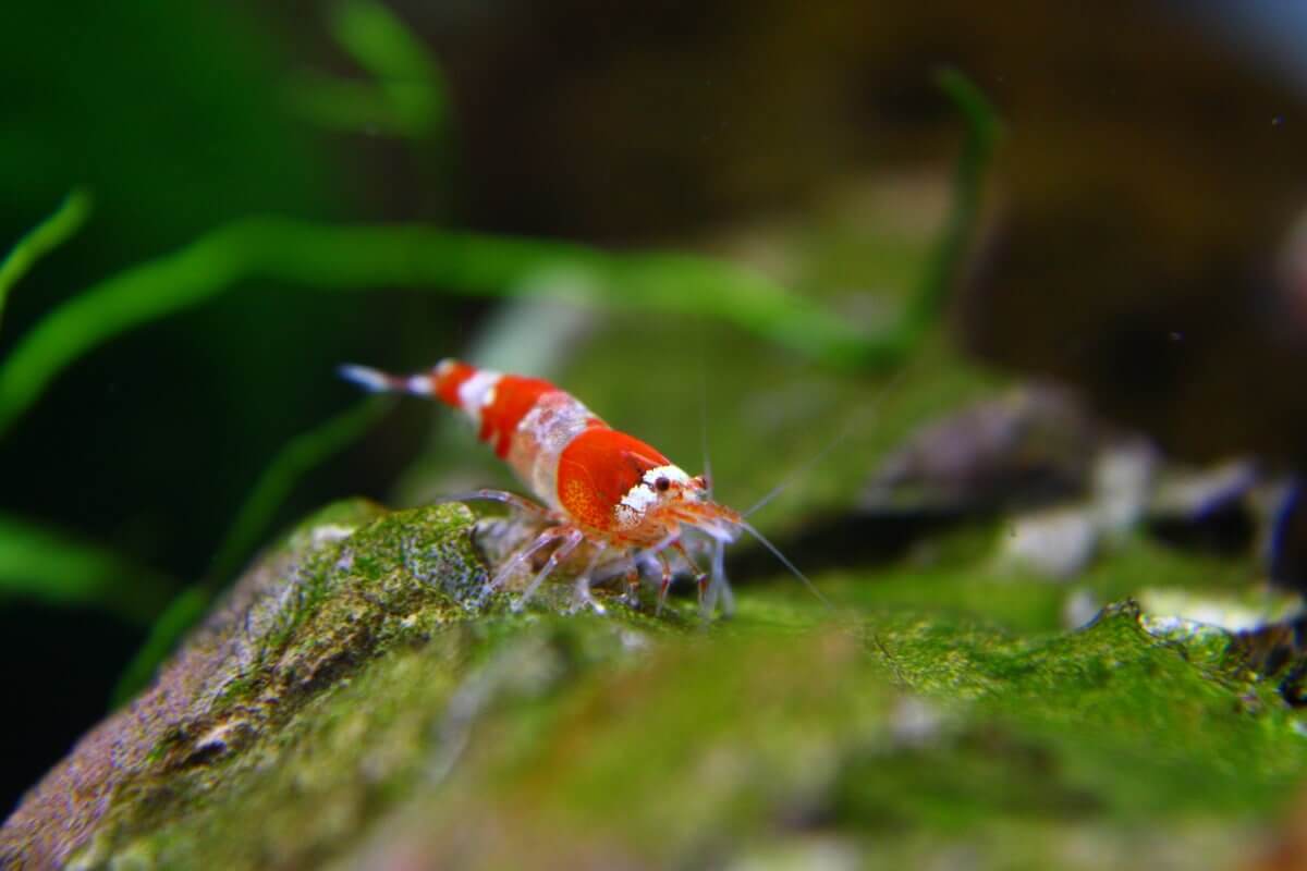 Gambas Neocaridinas y Caridinas